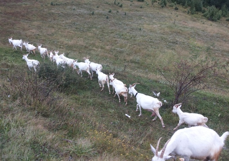 Tokios ožkų kaimenės įprastas vaizdelis kalnuose